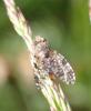 Tephritis vespertina
